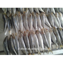 High Quality Frozen Sardine